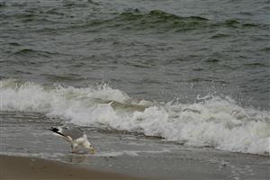 Check out Barnstable's Amazing Beaches!